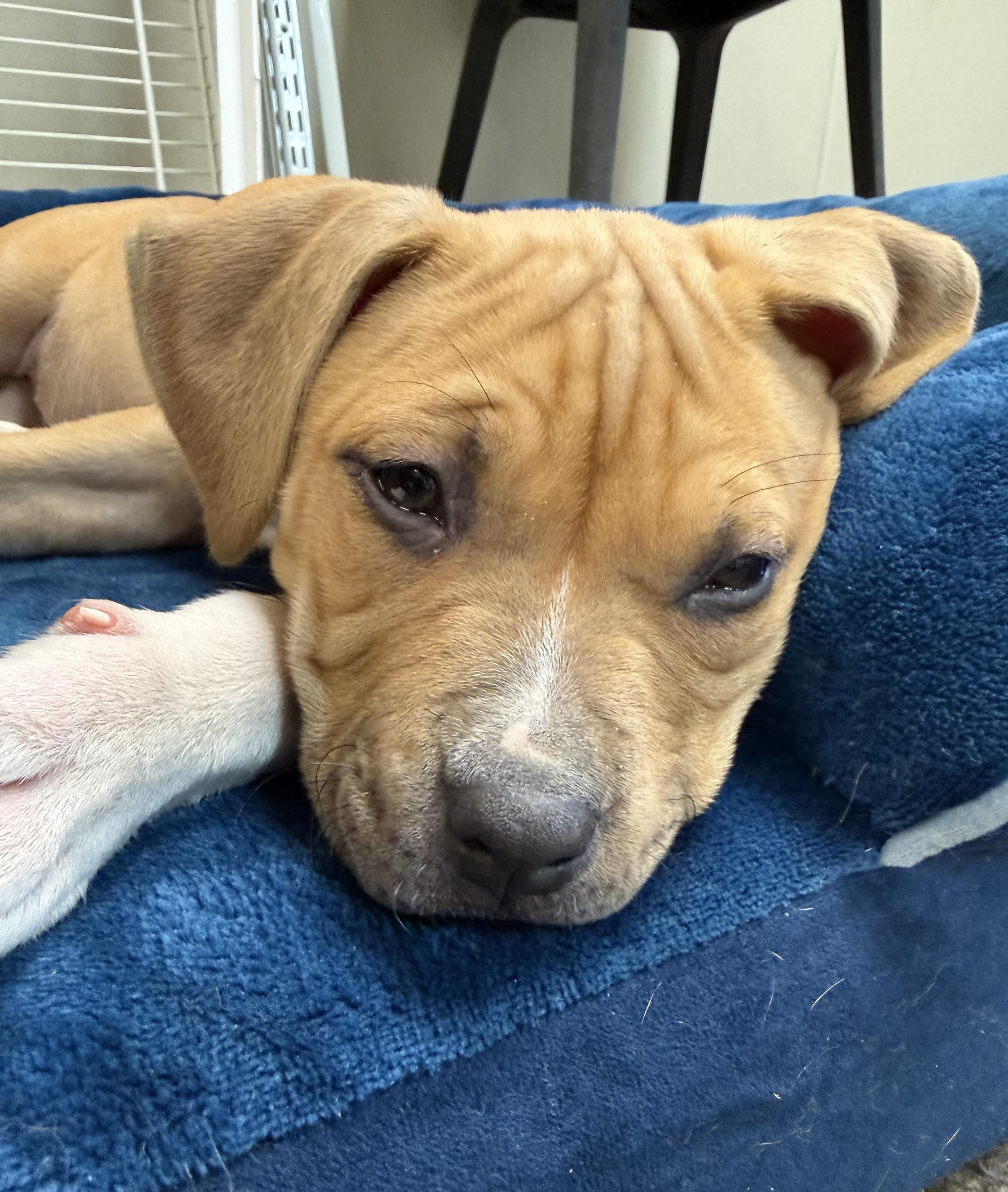 Enlarge Monroe and Presley, a ADOPTABLE mixed breed in Clinton, PA image 6/6