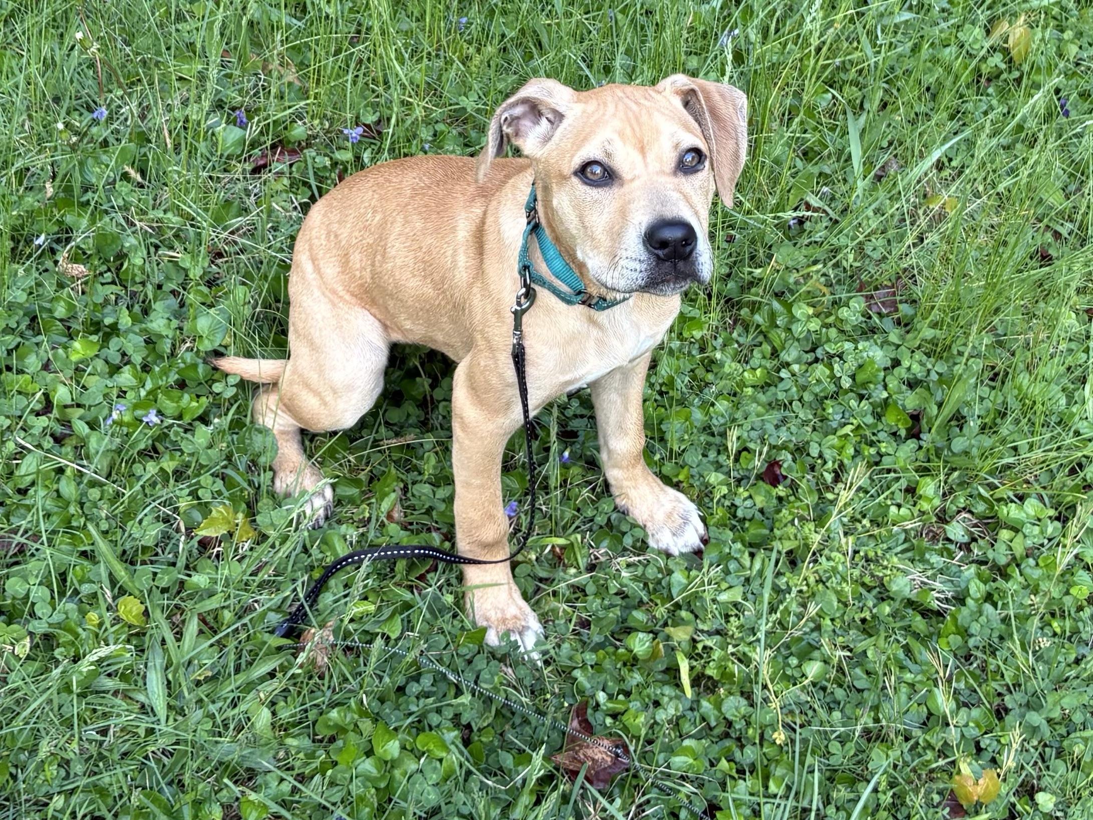Enlarge Monroe, an adoptable mixed breed in Clinton, PA image 3/5