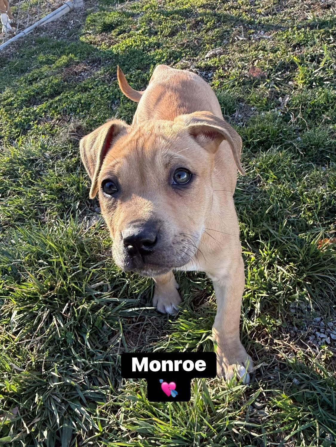 Enlarge Monroe and Presley, a ADOPTABLE mixed breed in Clinton, PA image 1/6