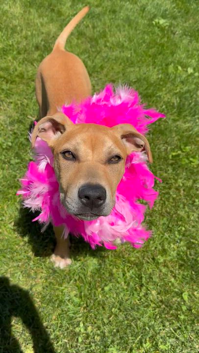 Enlarge Monroe, an adoptable mixed breed in Clinton, PA video 6/6