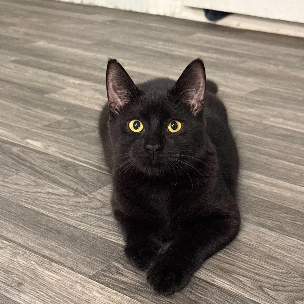 Click, Adoptable, Young Male Domestic Short Hair.