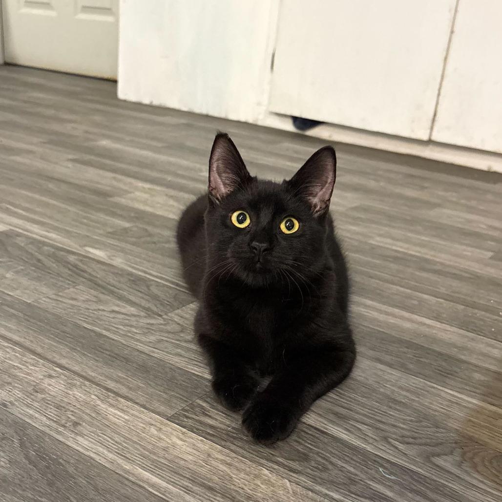 Enlarge Click, a Adoptable Domestic Short Hair in Carencro, LA image 2/4