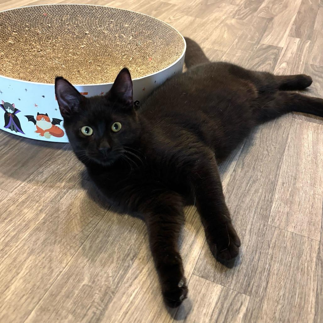 Enlarge Click, a Adoptable Domestic Short Hair in Carencro, LA image 3/4