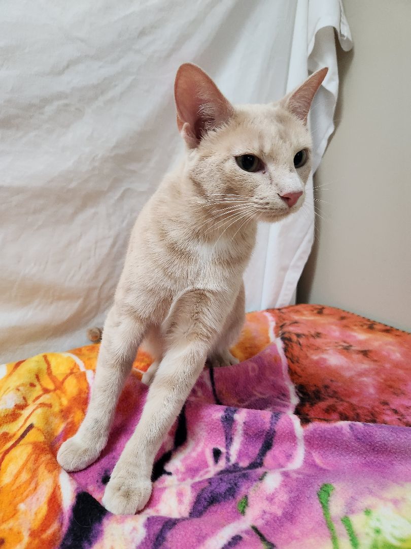 Blake, a Adoptable Domestic Short Hair in Hawk Point, MO image 1/4