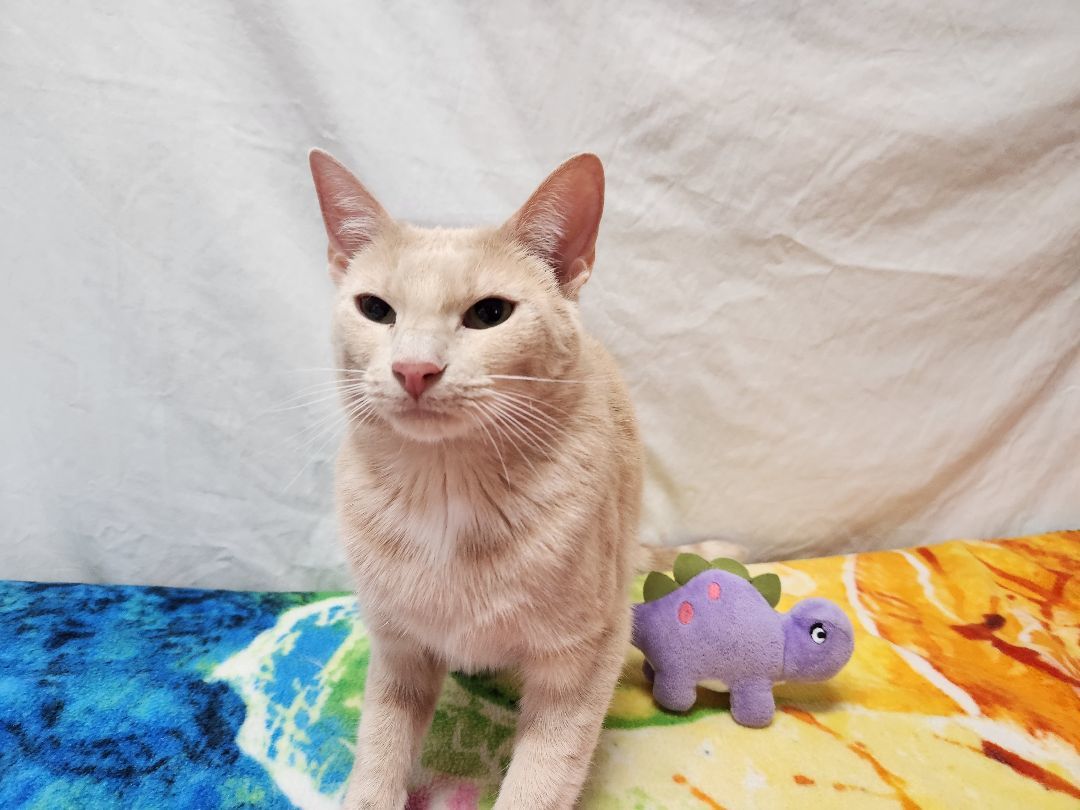 Blake, a Adoptable Domestic Short Hair in Hawk Point, MO image 2/4