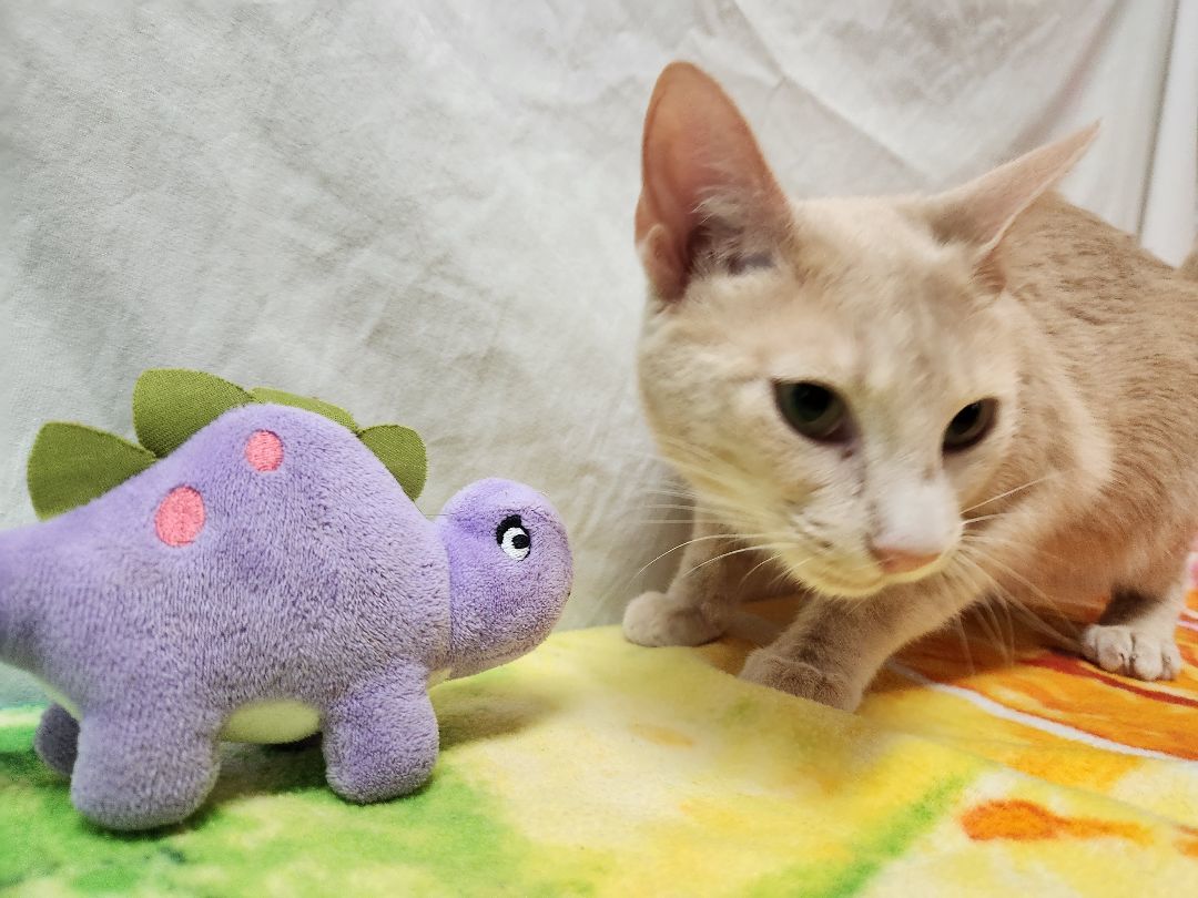 Blake, a Adoptable Domestic Short Hair in Hawk Point, MO image 3/4