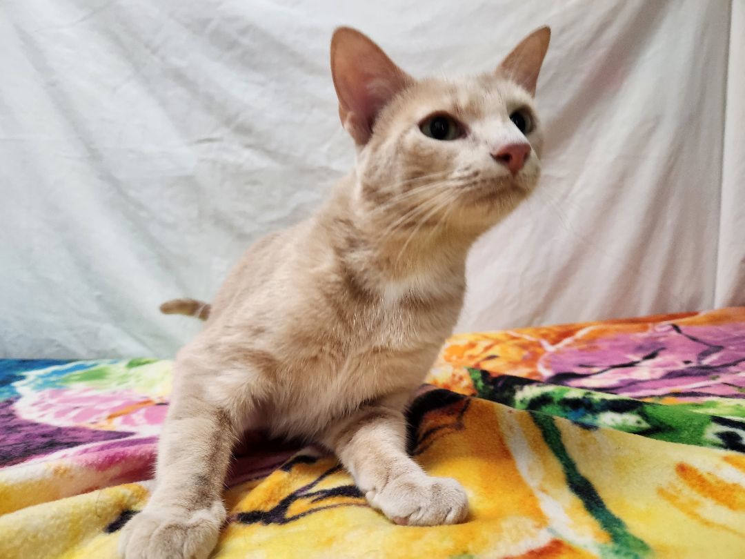 Blake, a Adoptable Domestic Short Hair in Hawk Point, MO image 4/4