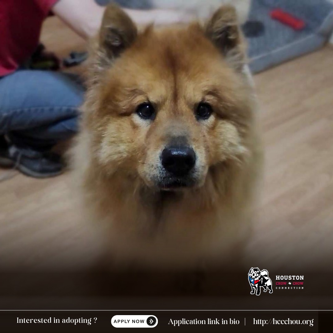 Enlarge Rowan, a Adoptable Chow Chow in Pensacola, FL image 5/5