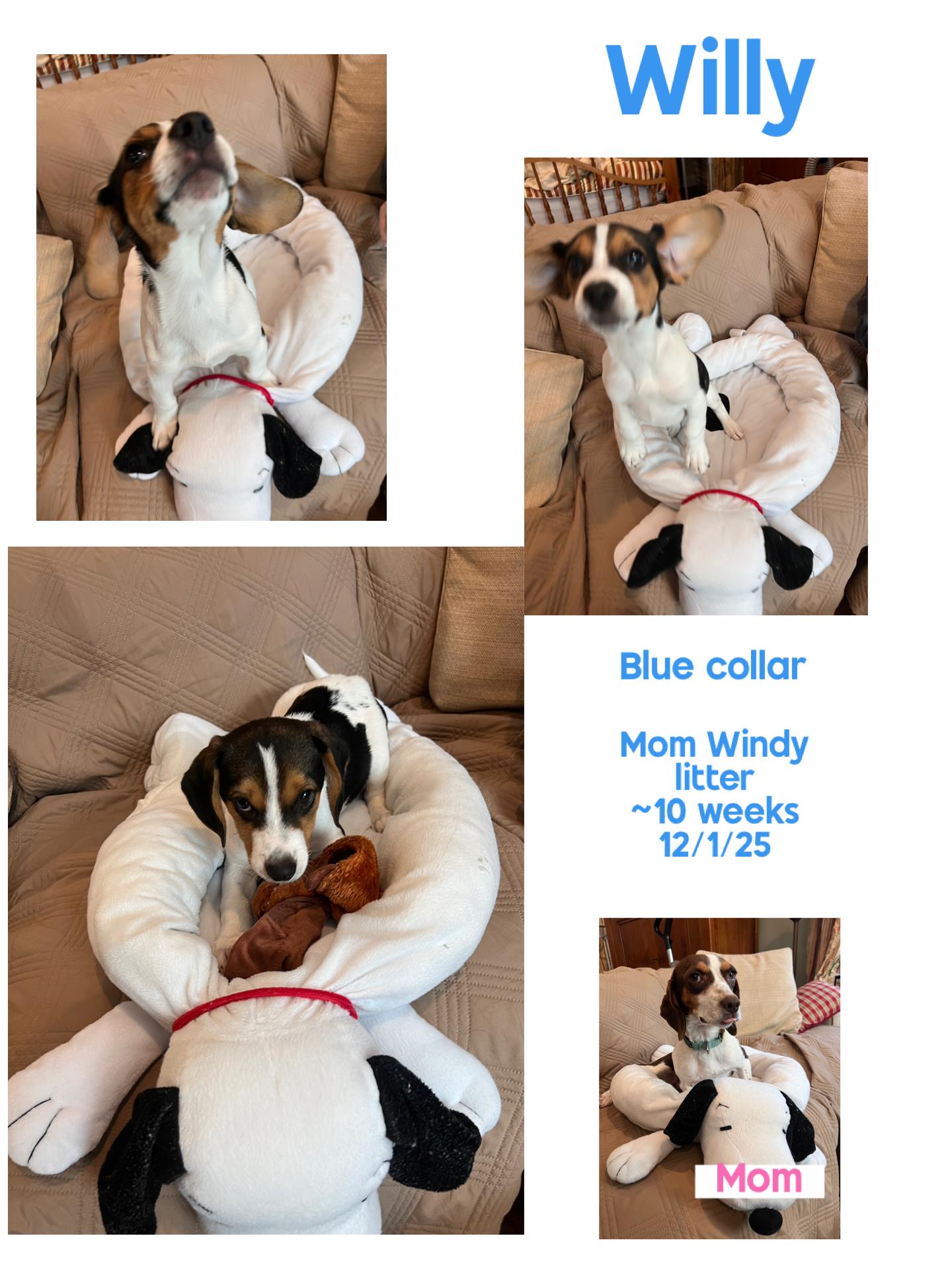 Enlarge Willy , a Adoptable Beagle in Knoxville, TN image 1/1