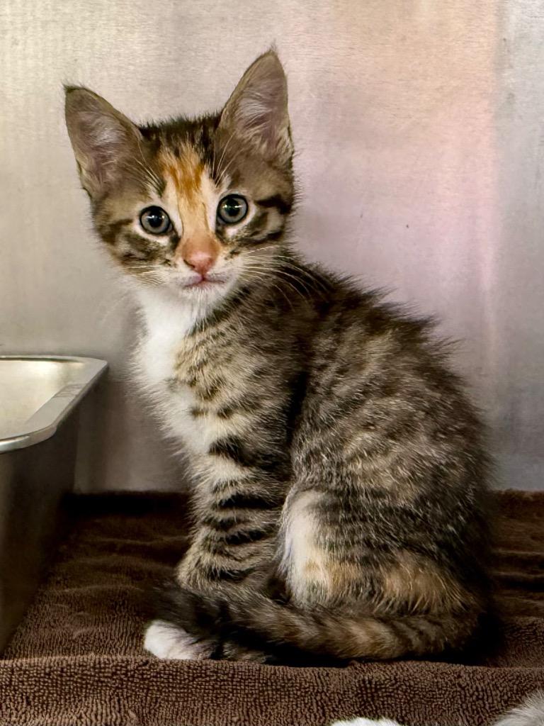 Enlarge Quiana, a Adoptable mixed breed in Murray, KY image 2/2