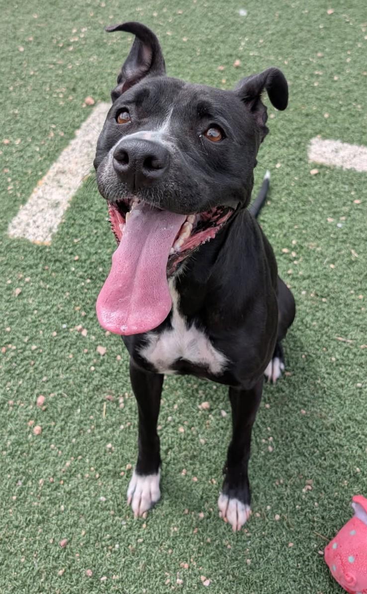 Enlarge Tulip, a Adoptable mixed breed in Benson, AZ image 1/1