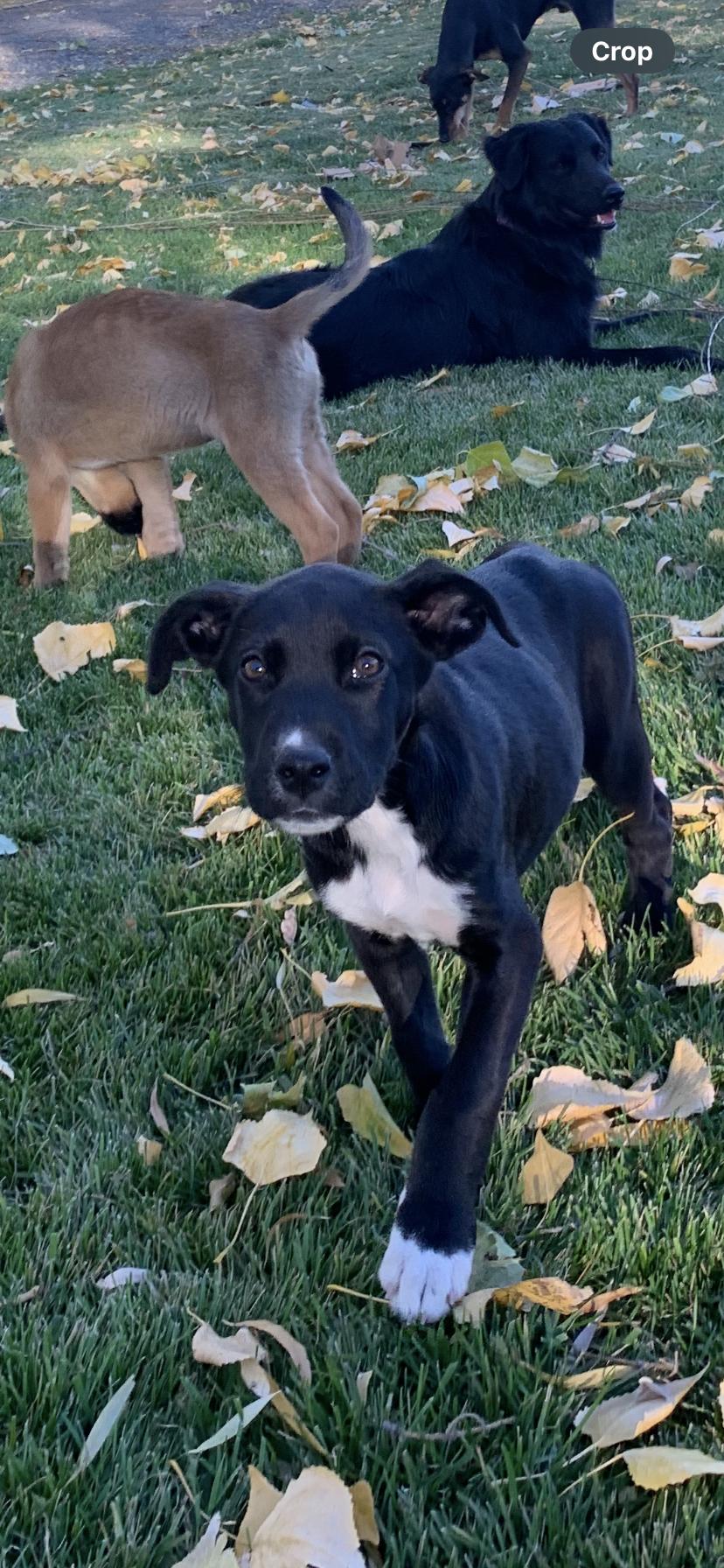 Toby, Adoptable, Young Male Black Labrador Retriever.