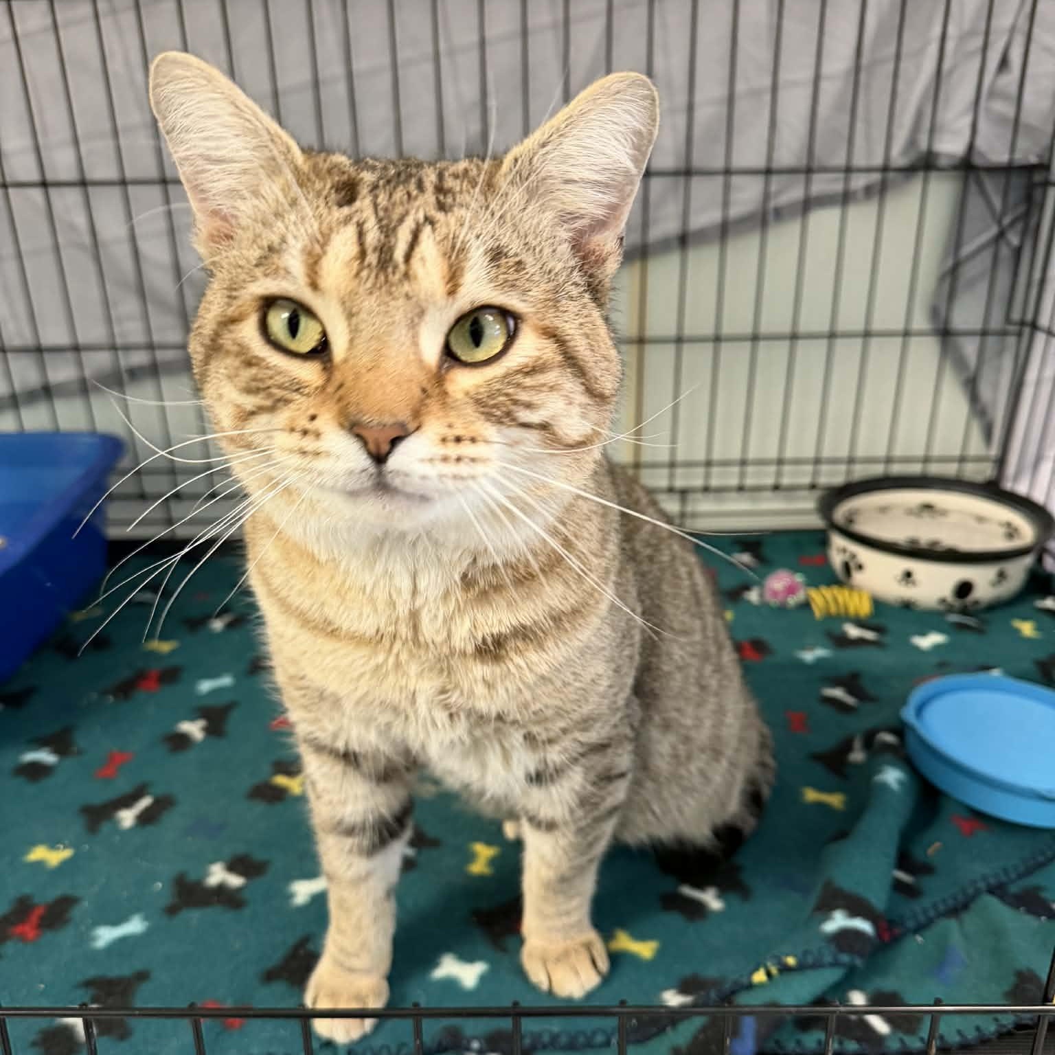 Enlarge Henley Handsome Pants, a ADOPTABLE Domestic Short Hair in Martinsville, IN image 3/3