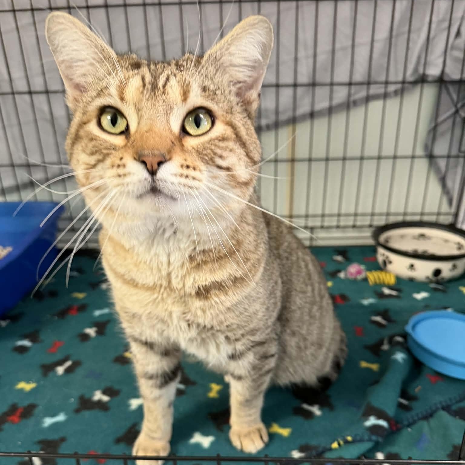 Enlarge Henley Handsome Pants, a ADOPTABLE Domestic Short Hair in Martinsville, IN image 2/3