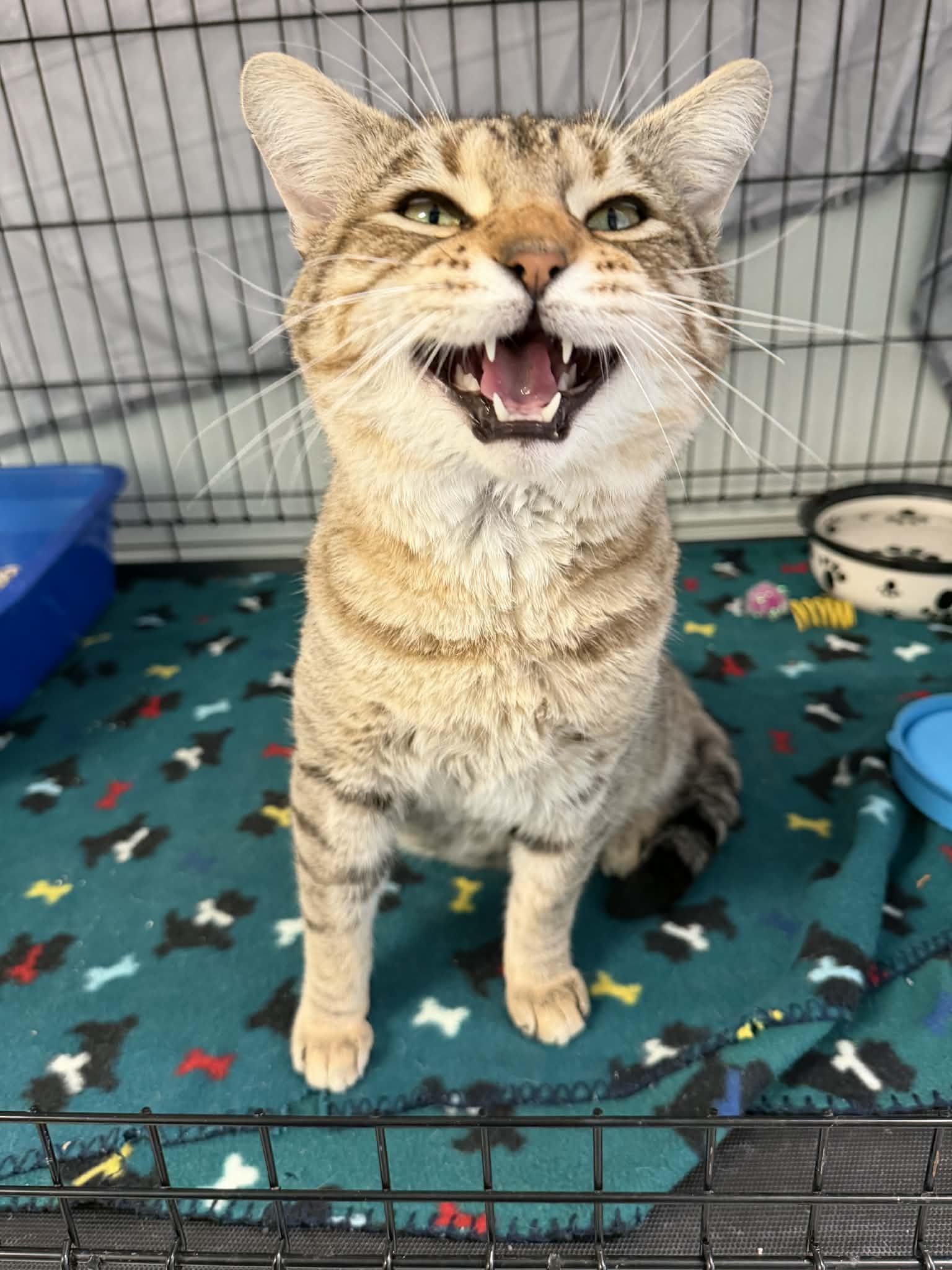 Enlarge Henley Handsome Pants, a ADOPTABLE Domestic Short Hair in Martinsville, IN image 1/3