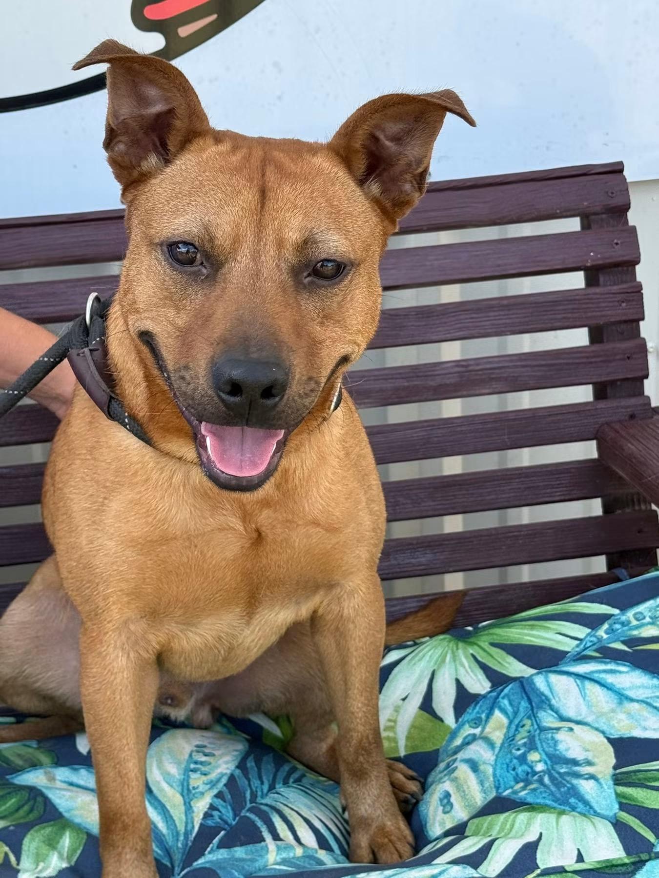 Enlarge Nathan, a Adoptable mixed breed in Tyler, TX image 1/2