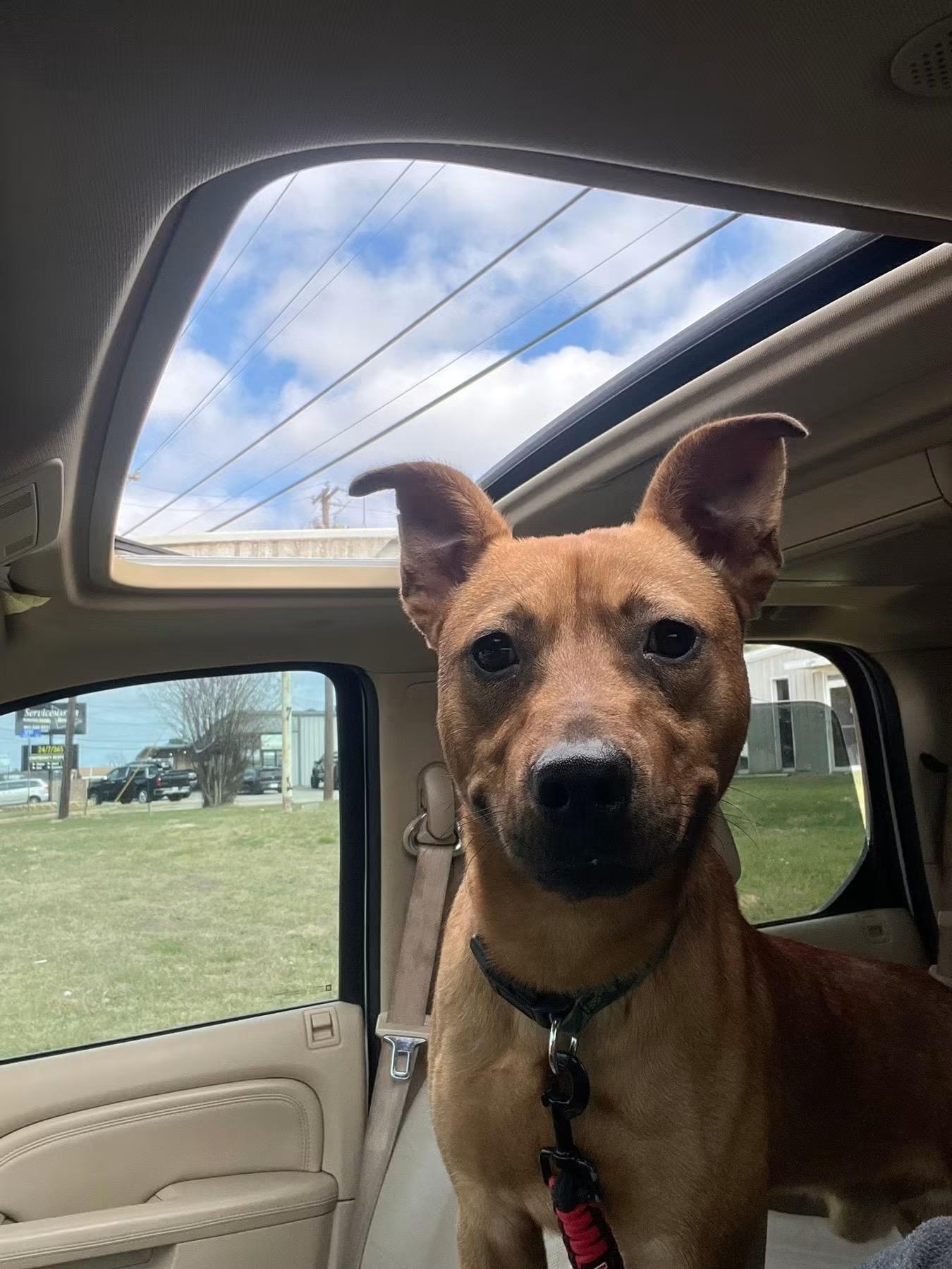Enlarge Nathan, a Adoptable mixed breed in Tyler, TX image 2/2