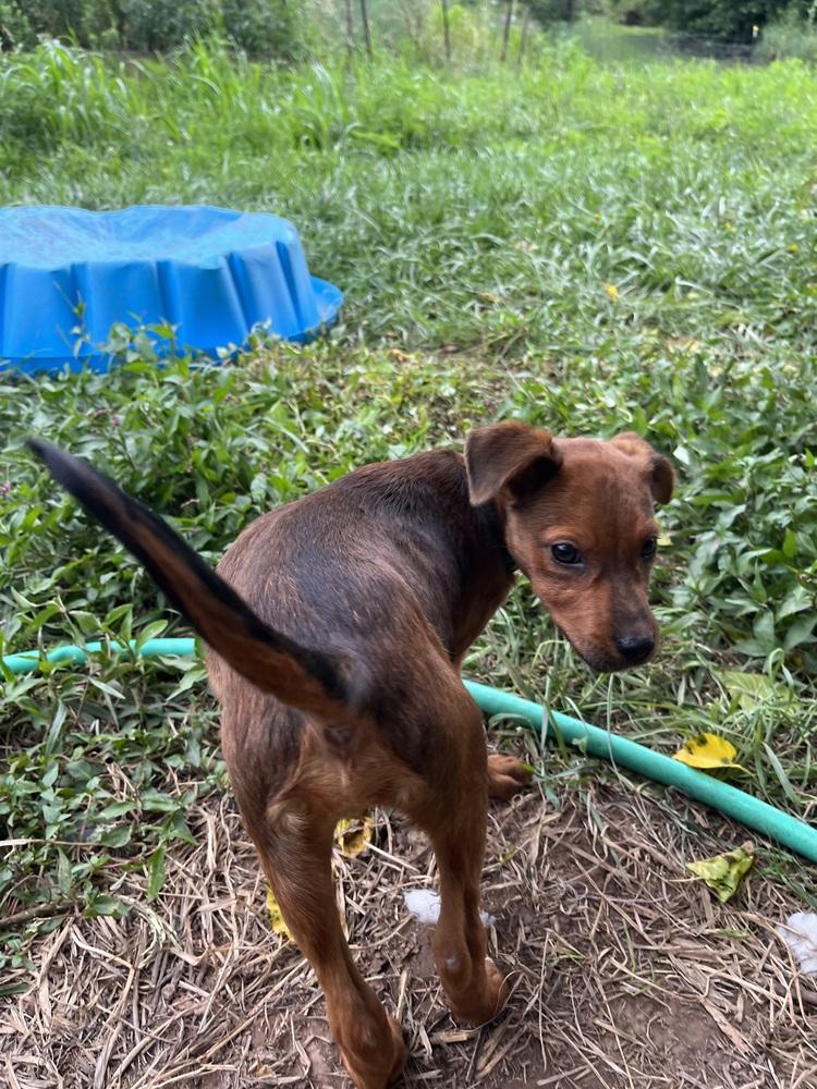 Pup Garcia, Adoptable, Puppy Male Redbone Coonhound & Hound.