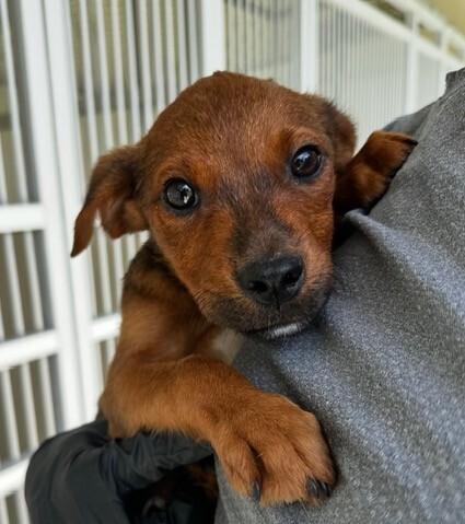 Enlarge Pup Garcia, a Adoptable mixed breed in Washington, DC image 2/5