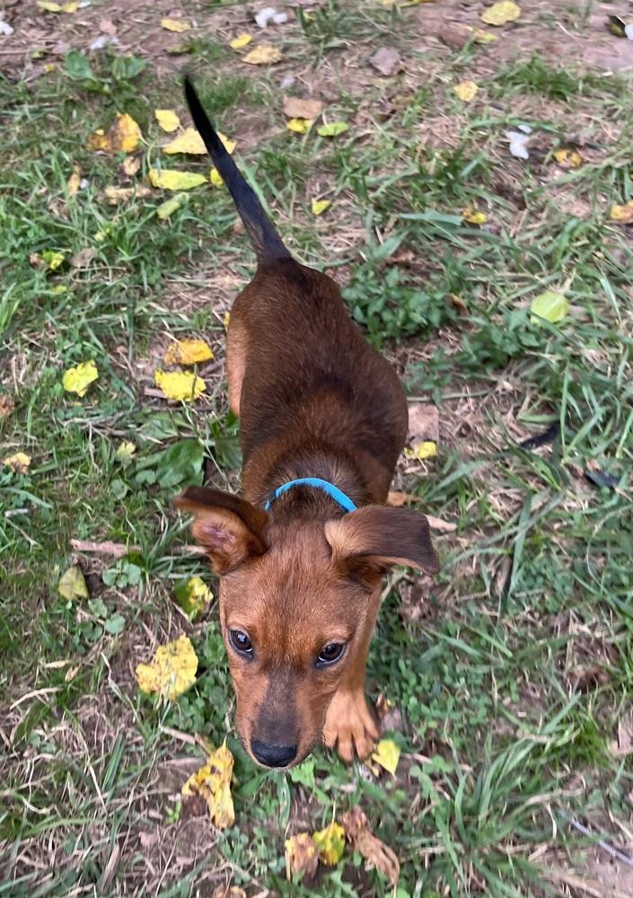 Enlarge Pup Garcia, a Adoptable mixed breed in Washington, DC image 3/5