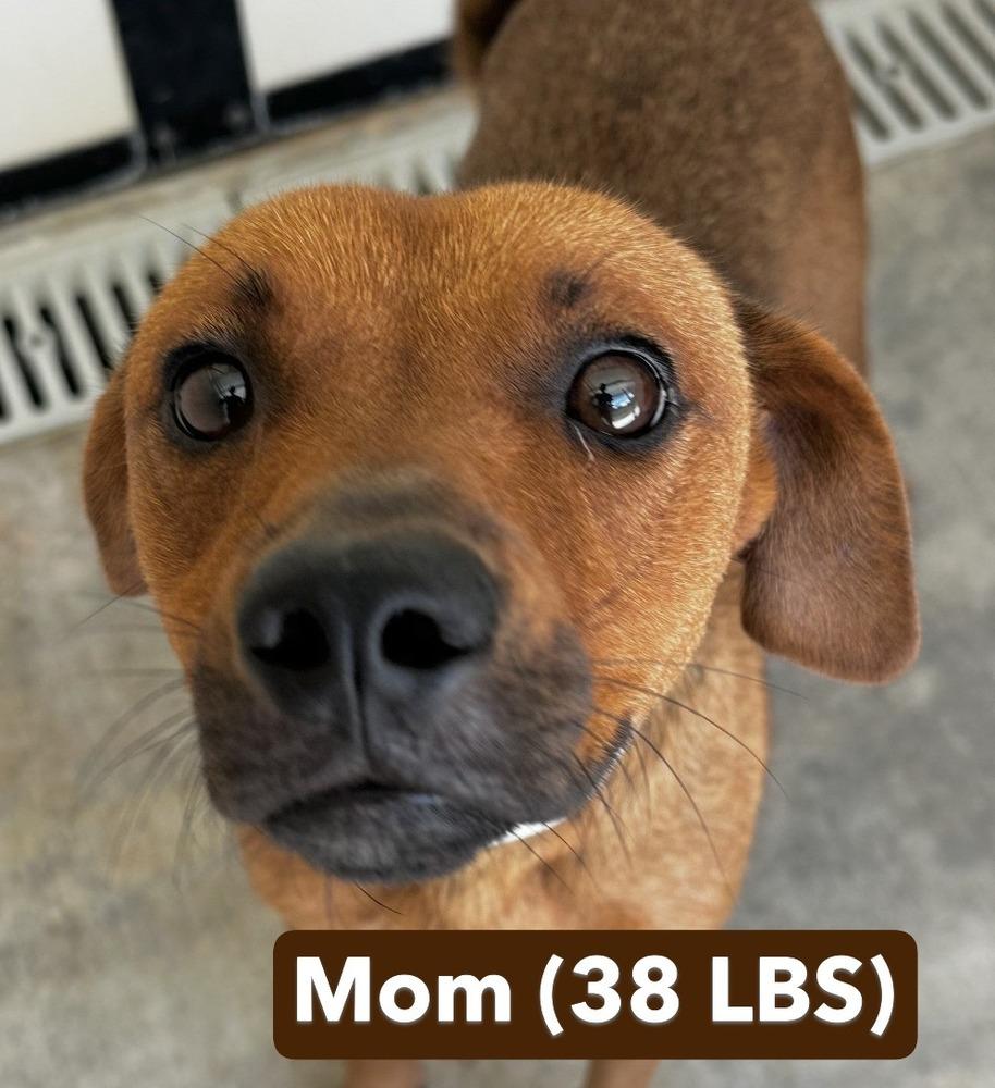 Enlarge Pup Garcia, a Adoptable mixed breed in Washington, DC image 4/5
