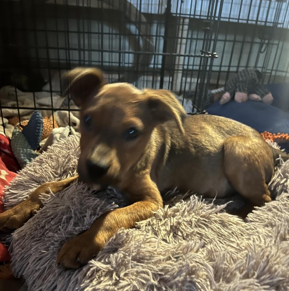 Enlarge Pup Garcia, a Adoptable mixed breed in Washington, DC image 5/5