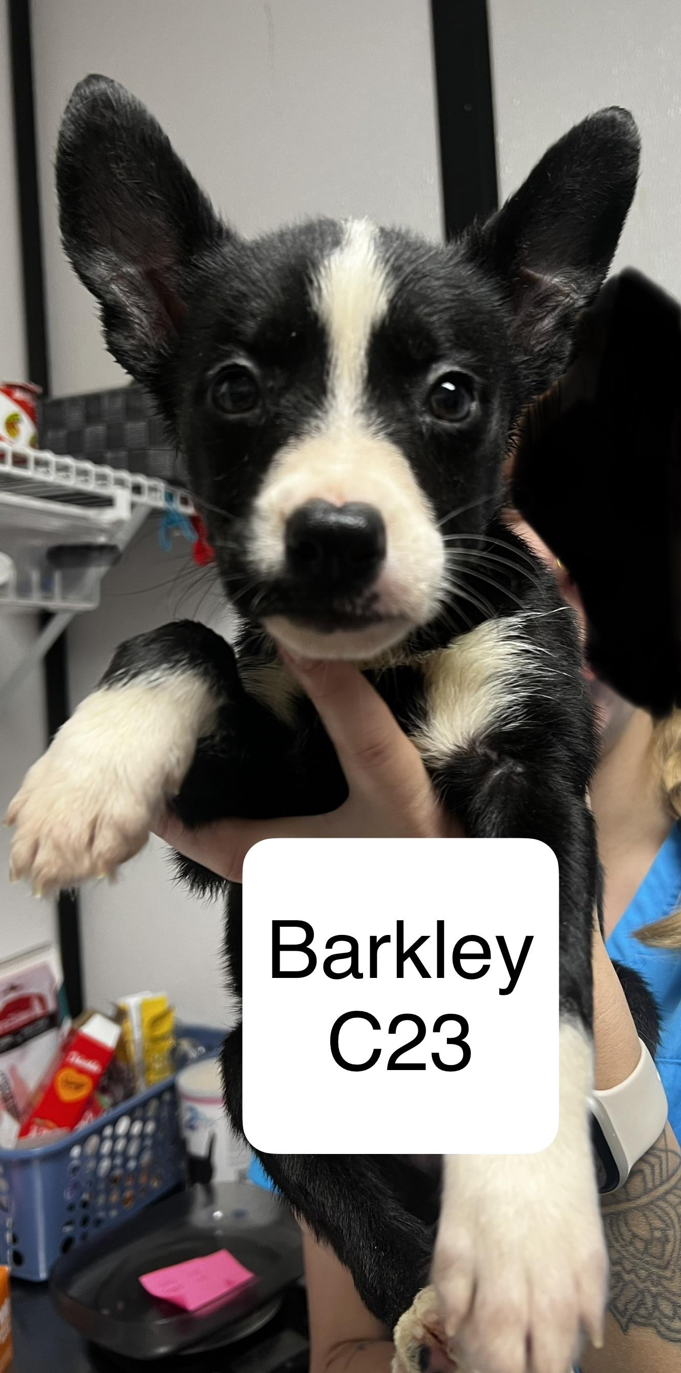 Barkley, ADOPTABLE, Puppy Male Husky.