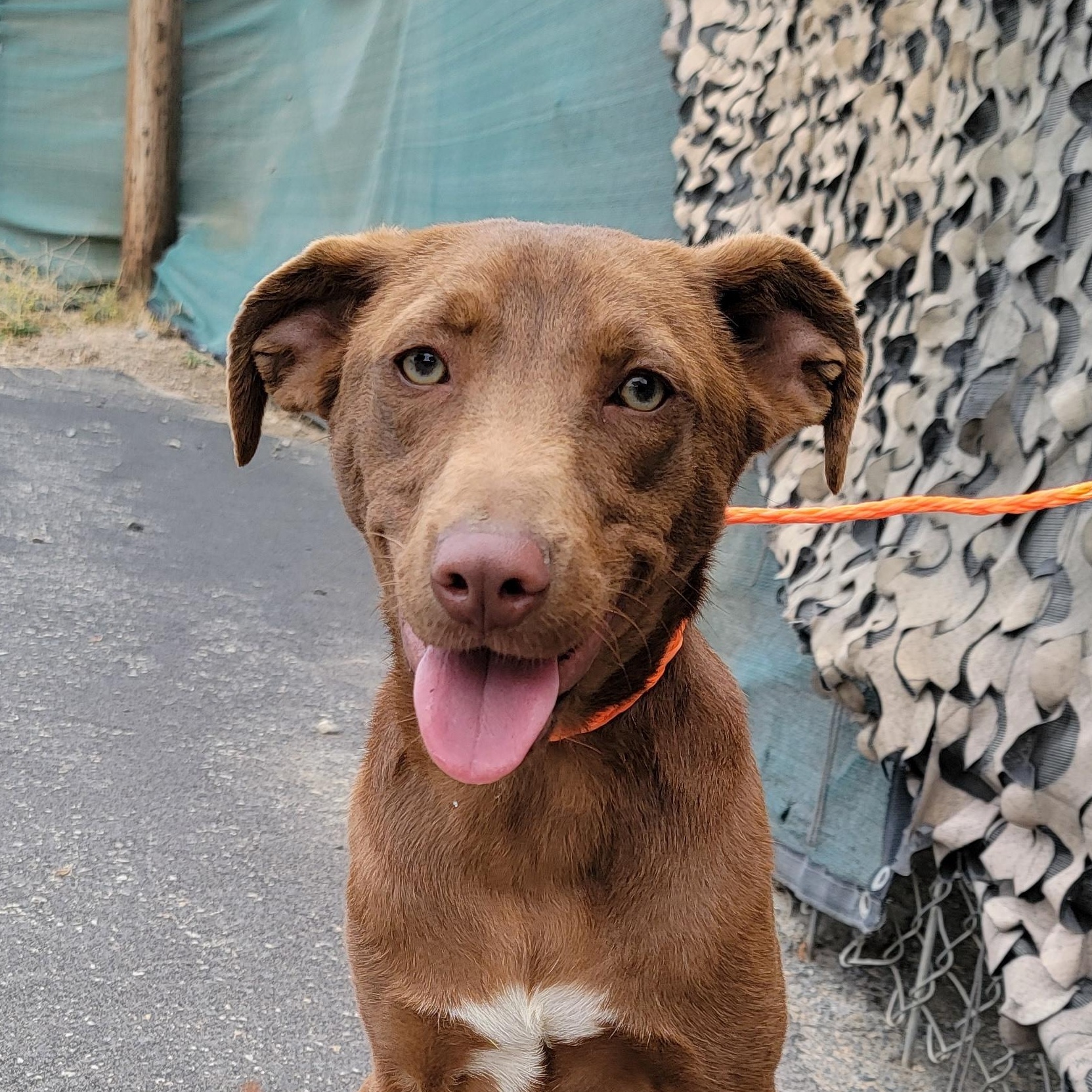 Dobbie, adopted, Young Male Nova Scotia Duck Tolling Retriever.