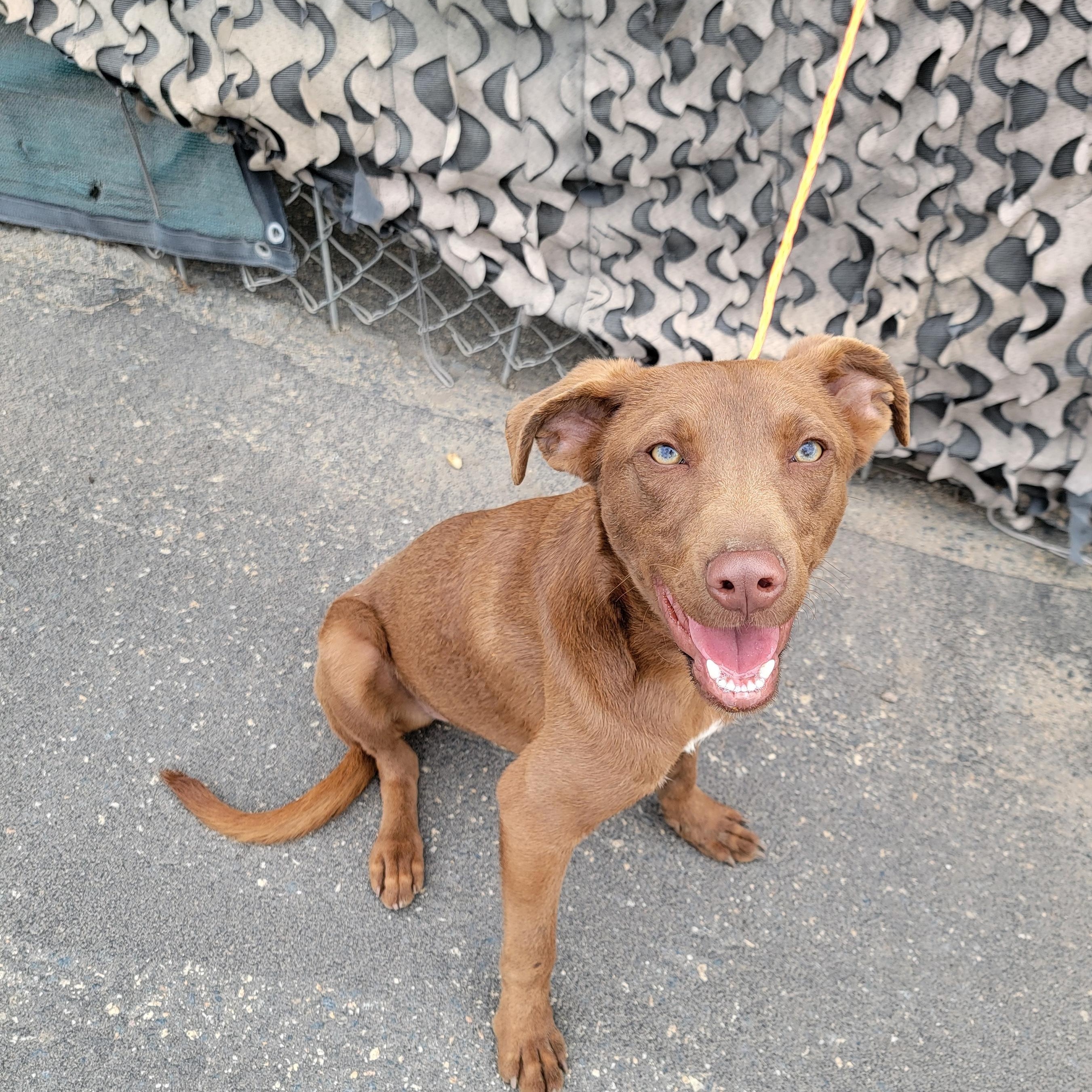 Dobbie, an adopted mixed breed in Camp Pendleton, CA image 3/3