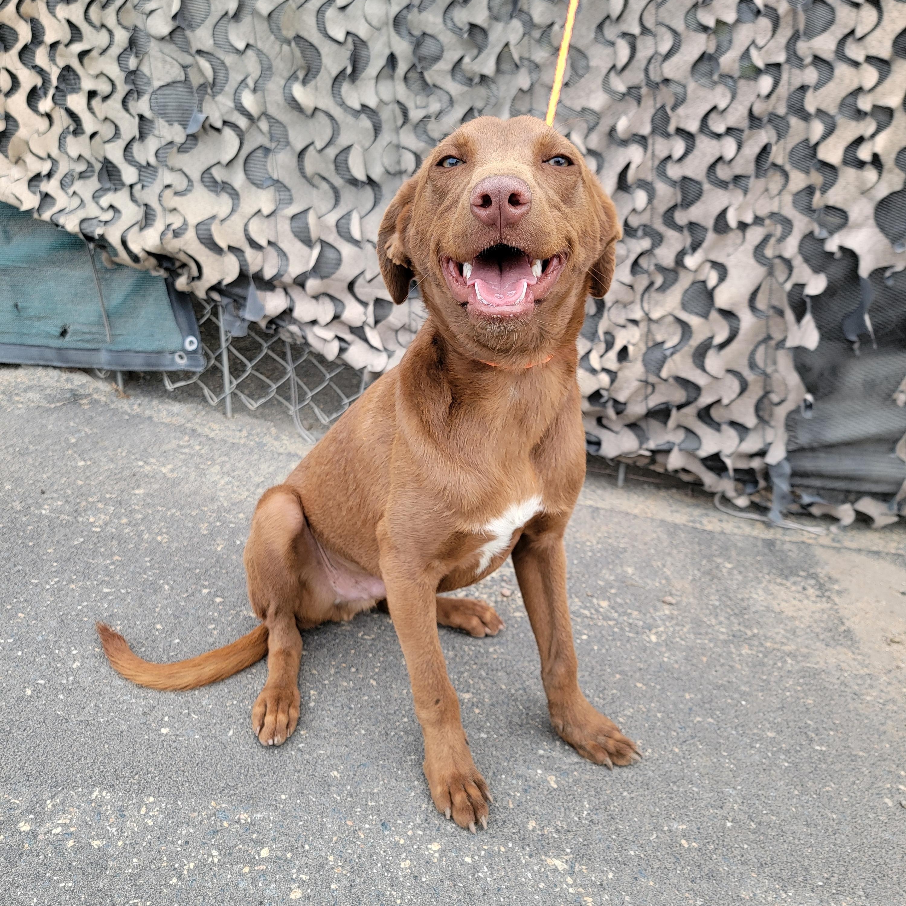 Dobbie, an adopted mixed breed in Camp Pendleton, CA image 2/3