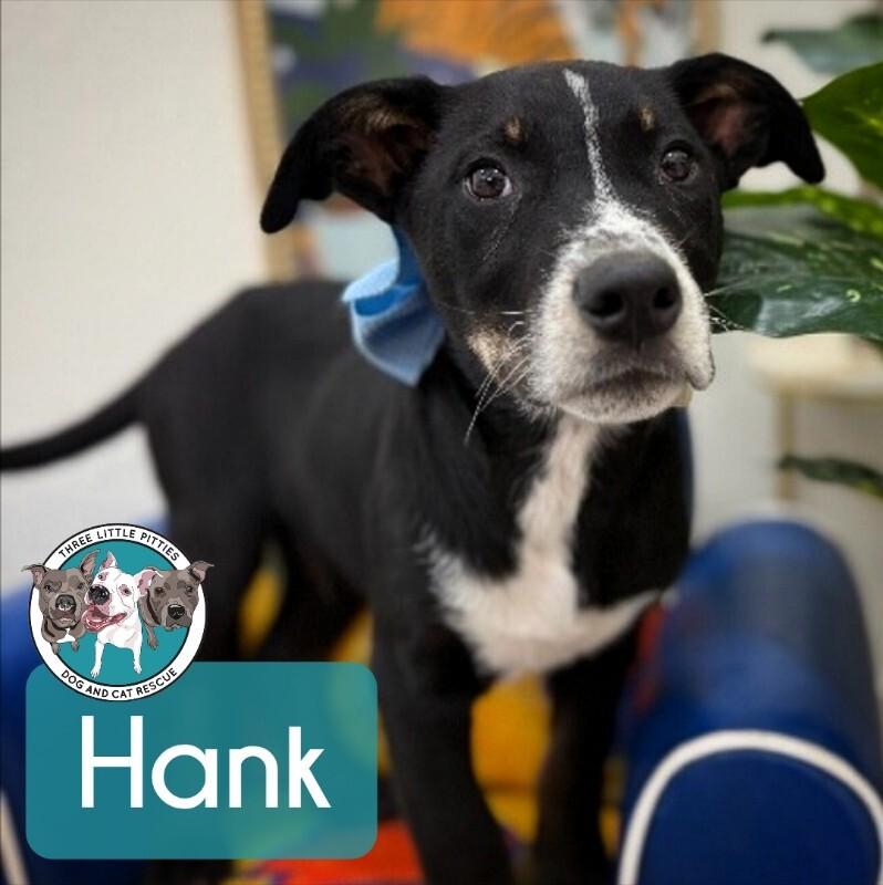 Hank the Tank Wigglebutt — thumbnail 3