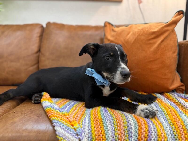 Hank the Tank Wigglebutt — thumbnail 4