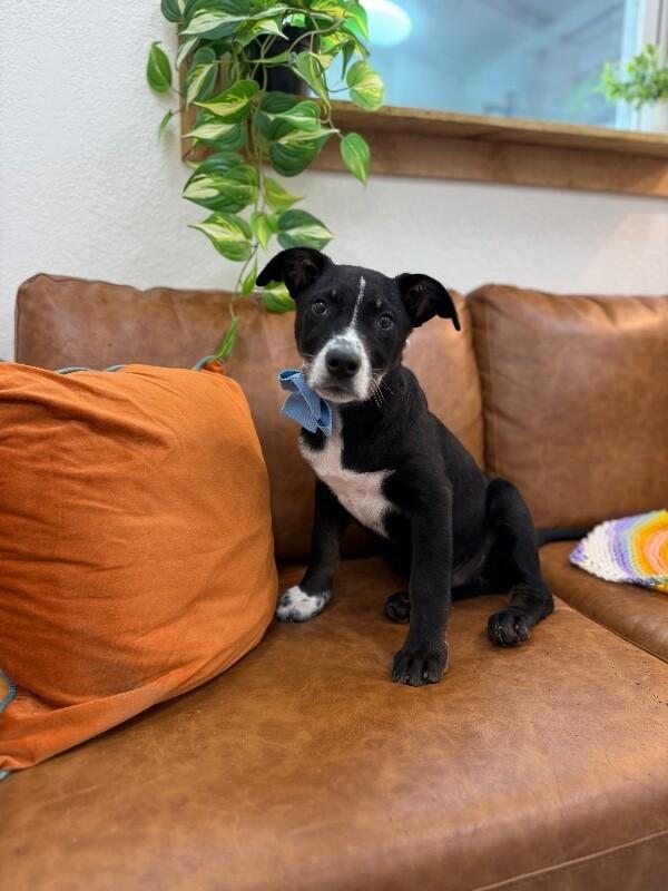 Hank the Tank Wigglebutt — thumbnail 5