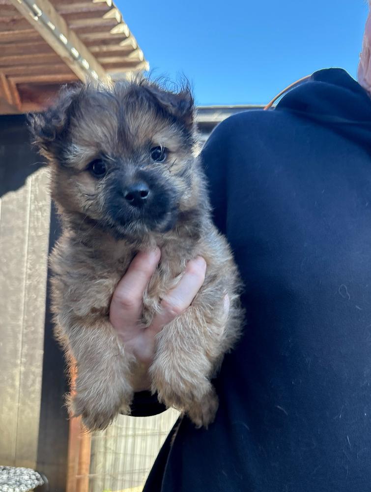 Chip, a Adoptable mixed breed in San Diego, CA image 1/2