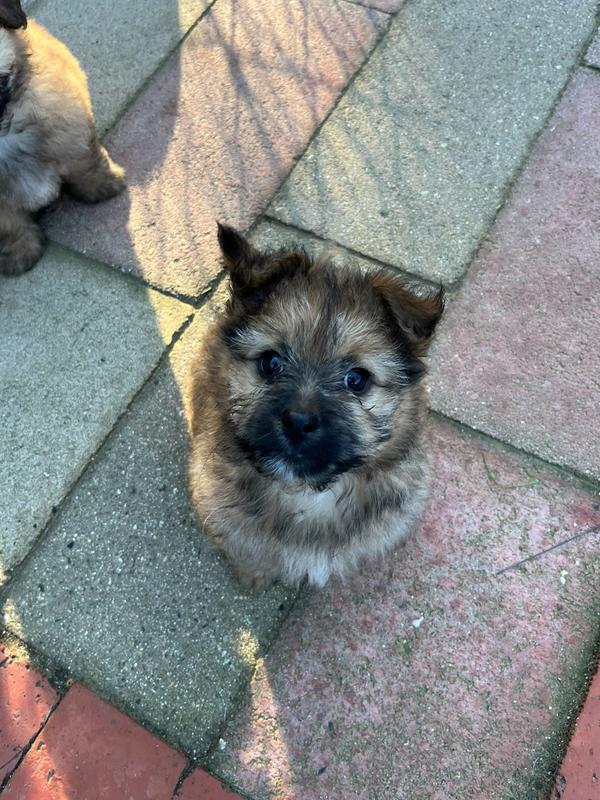 Chip, a Adoptable mixed breed in San Diego, CA image 2/2