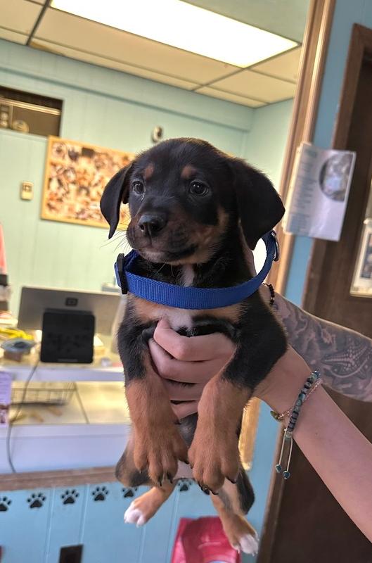 Petey, Adoptable, Puppy Male Mixed Breed.