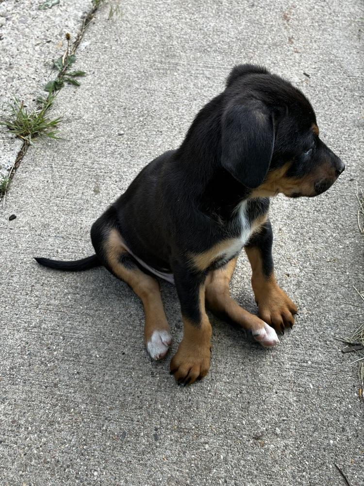 Petey, a Adoptable mixed breed in Rapid City, SD image 2/2