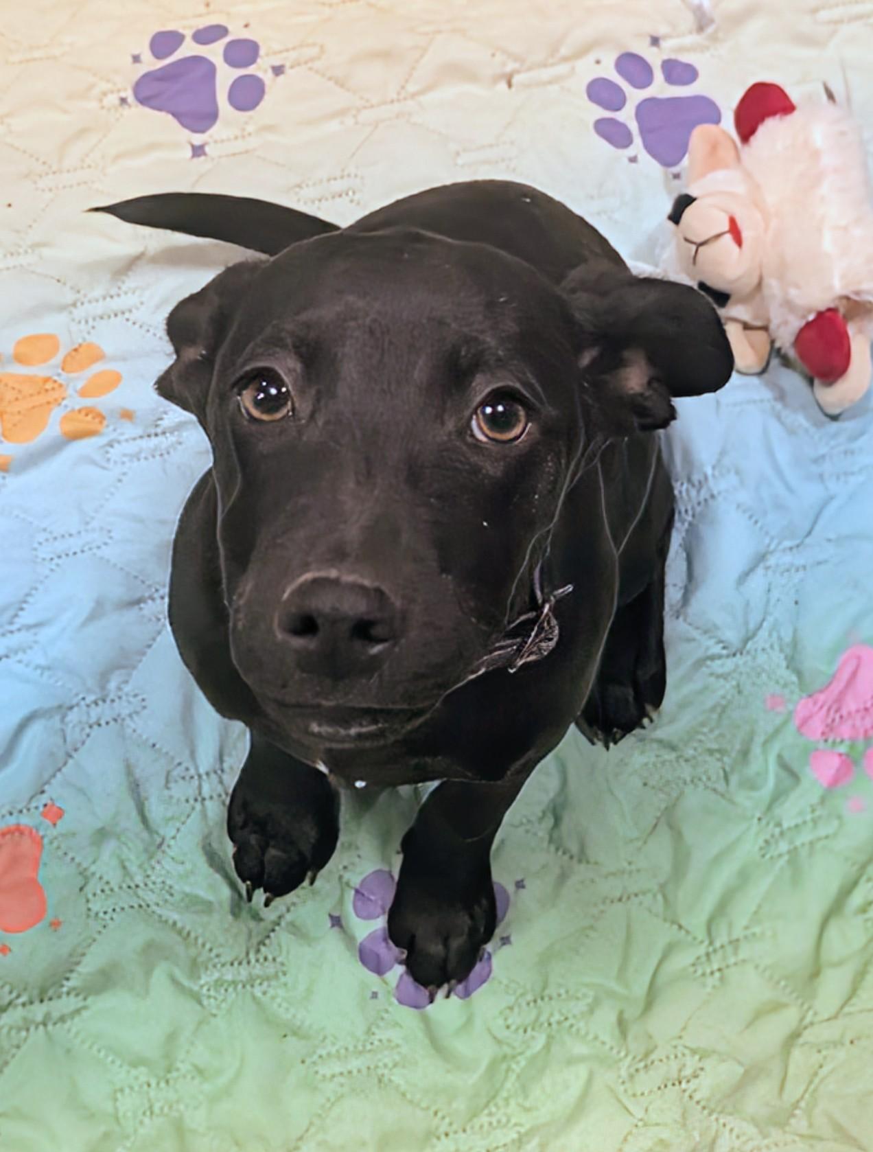 Vixen, ADOPTABLE, Puppy Female Labrador Retriever.