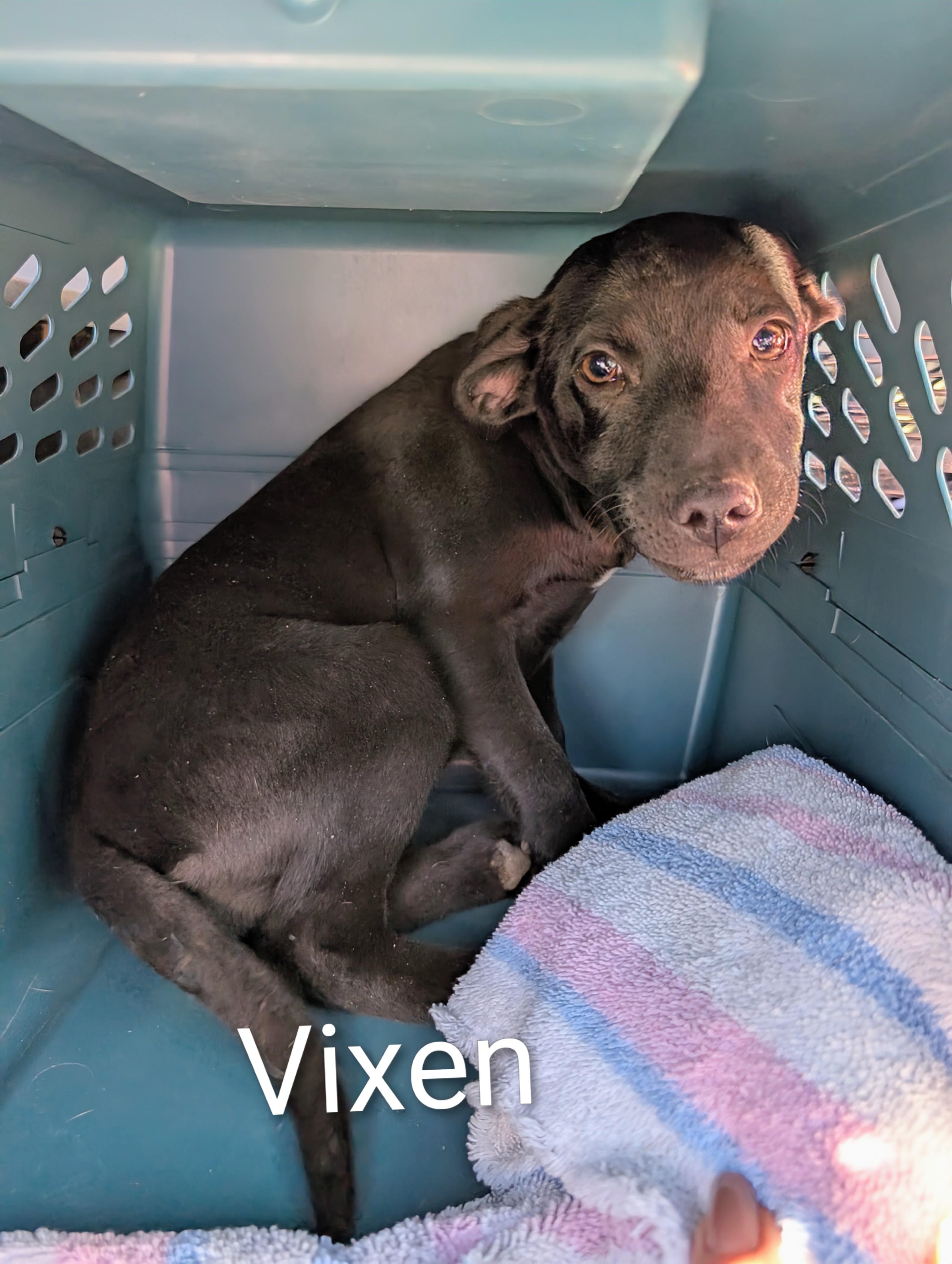 Vixen, ADOPTABLE, Puppy Female Labrador Retriever.