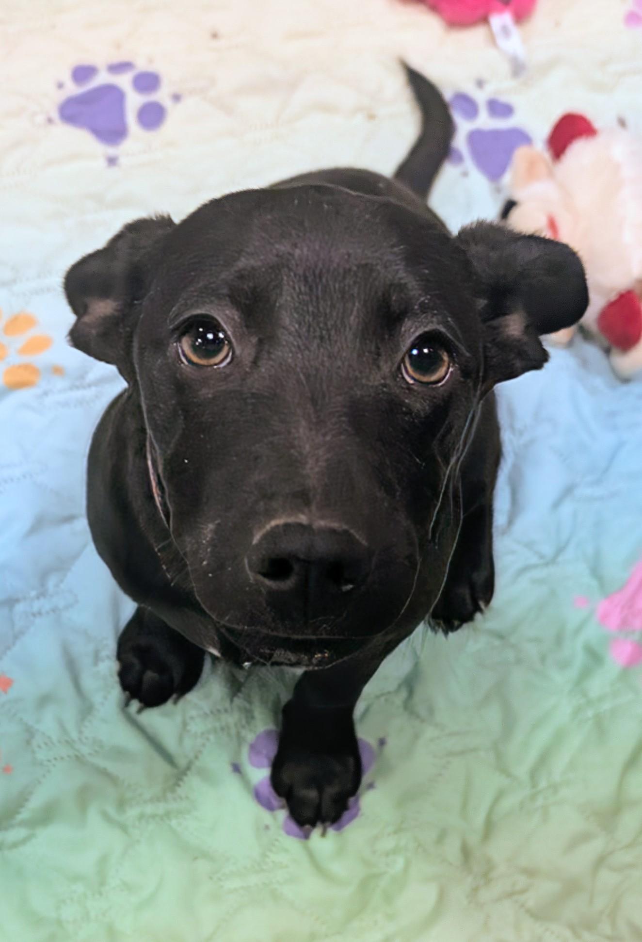 Vixen, a ADOPTABLE mixed breed in Saint David, AZ image 2/3