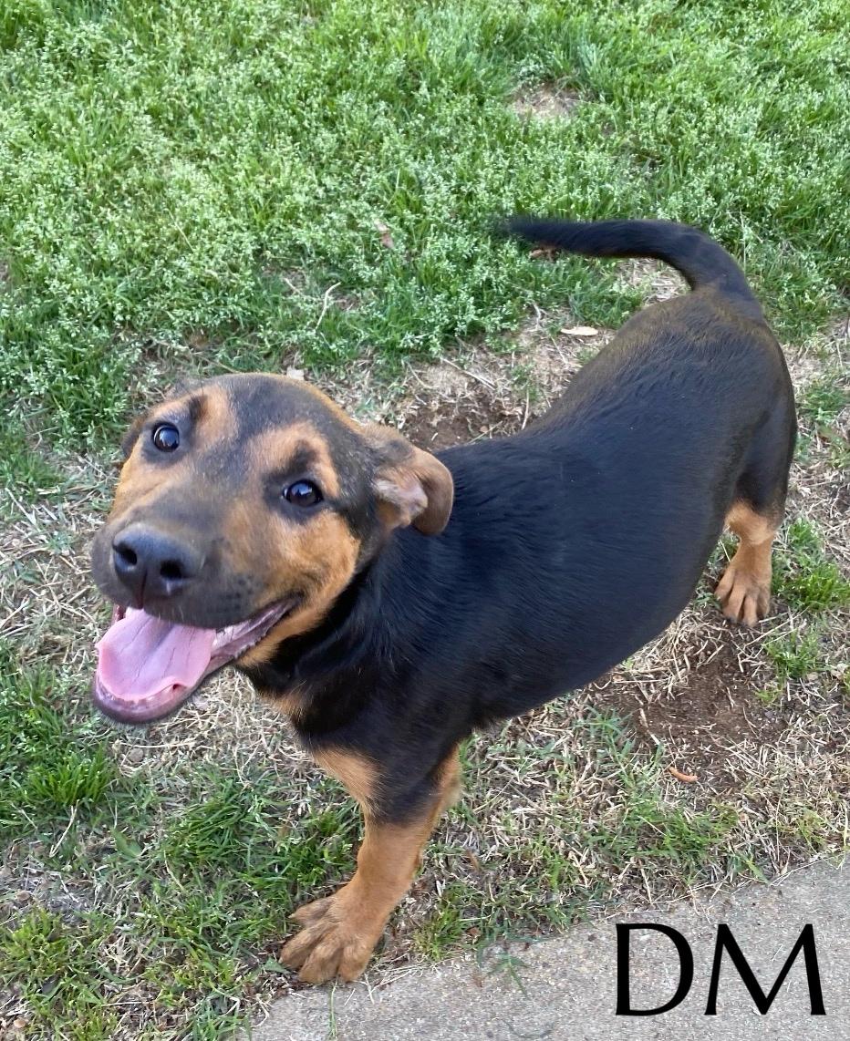 DM, ADOPTABLE, Puppy Female Mountain Cur.