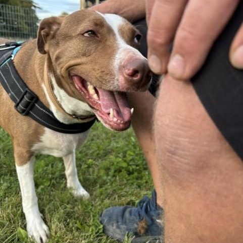 Enlarge Penelope, a Adoptable mixed breed in Williston, VT image 2/6