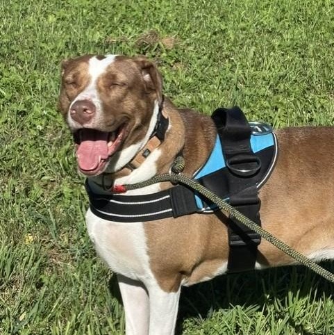 Enlarge Penelope, a Adoptable mixed breed in Williston, VT image 6/6