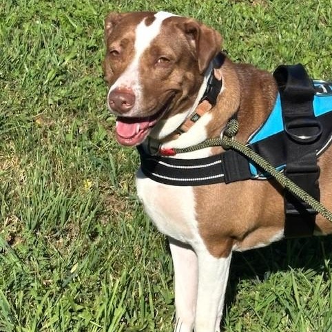 Enlarge Penelope, a Adoptable mixed breed in Williston, VT image 1/6