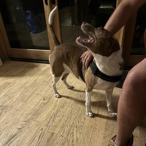 Enlarge Penelope, a Adoptable mixed breed in Williston, VT image 4/6