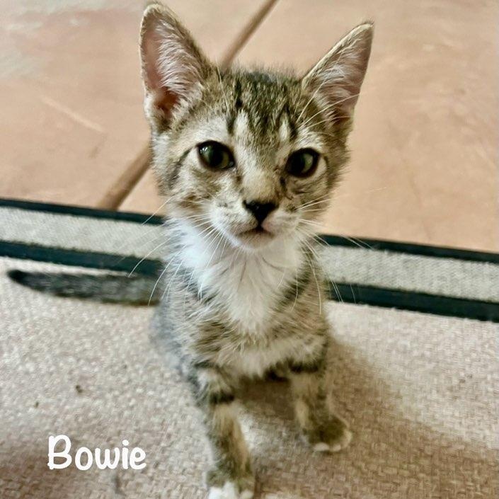 Enlarge Bowie Boy, a ADOPTABLE mixed breed in Phoenix , AZ image 1/3
