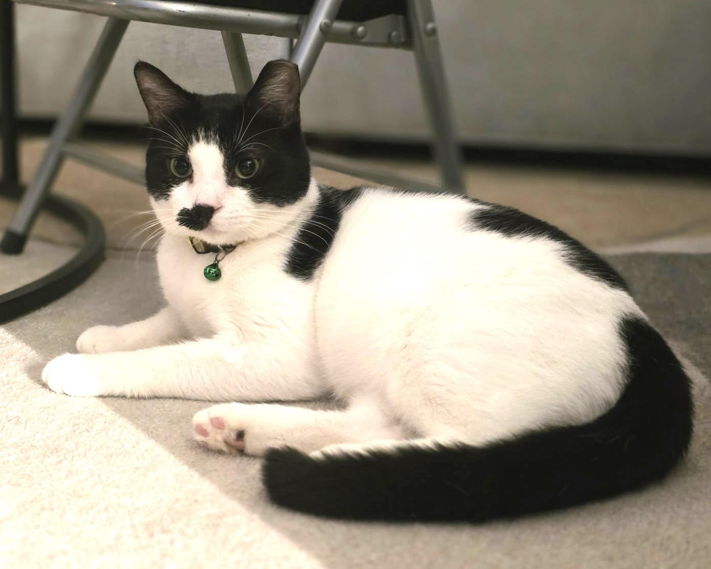 Inky, an adopted Domestic Short Hair in New York, NY image 2/6