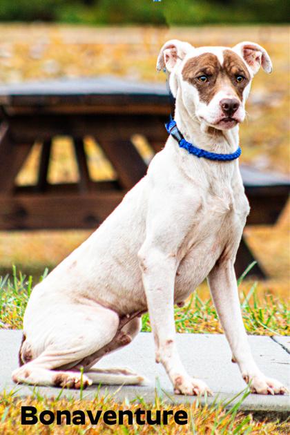 Enlarge Bonaventure, a Adoptable mixed breed in Clayton, GA image 1/1