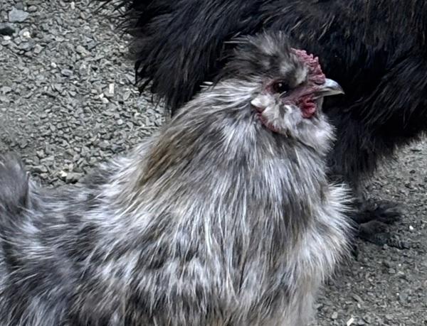 Marshmellow, Adoptable, Young Male Chicken.