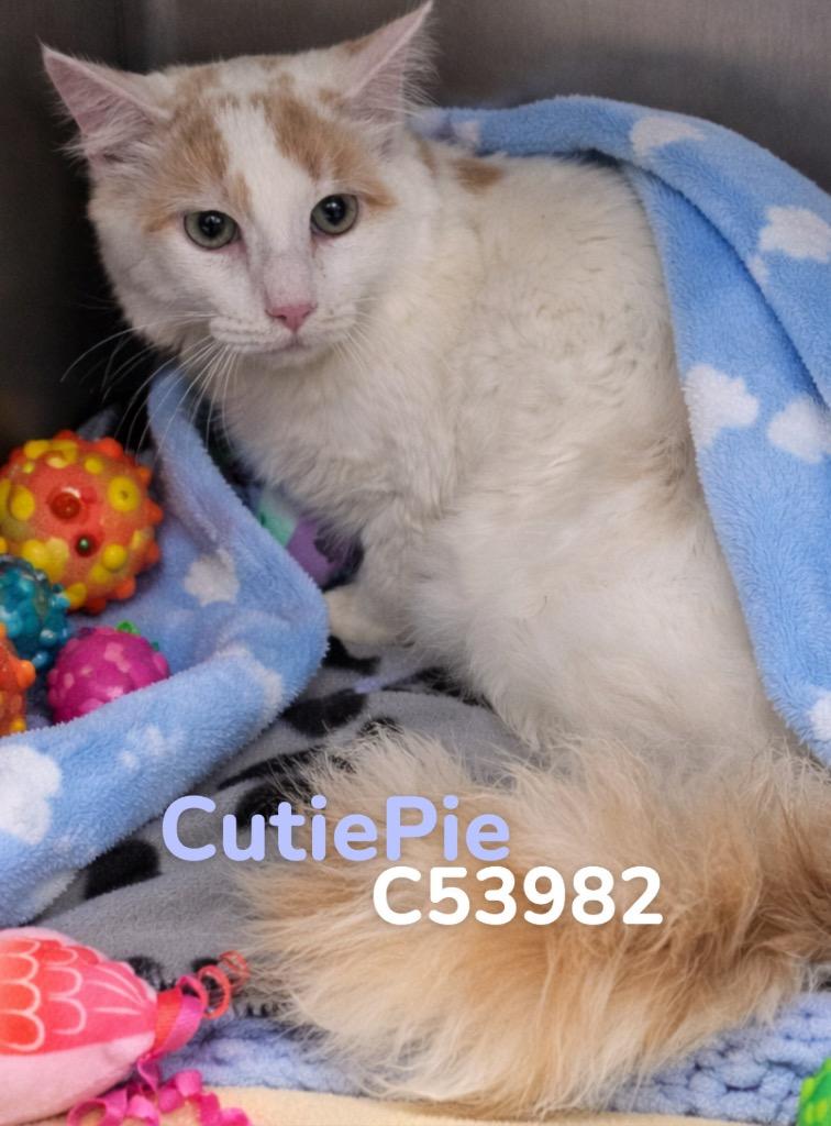 CutiePie, Adoptable, Kitten Male Domestic Medium Hair.